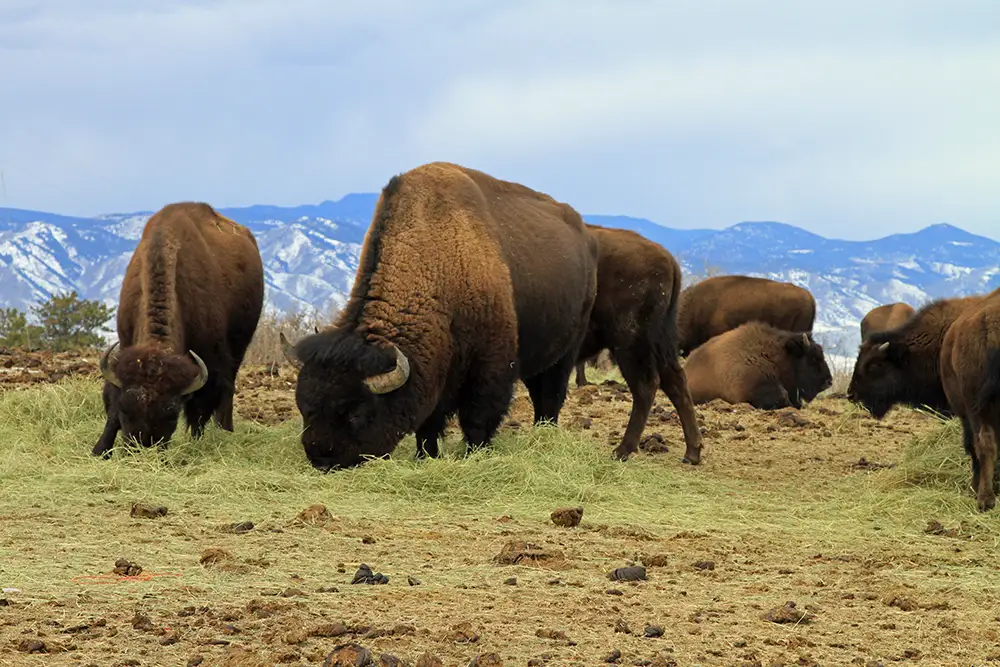 A photo of bison in Castle Pines, Colorado.
